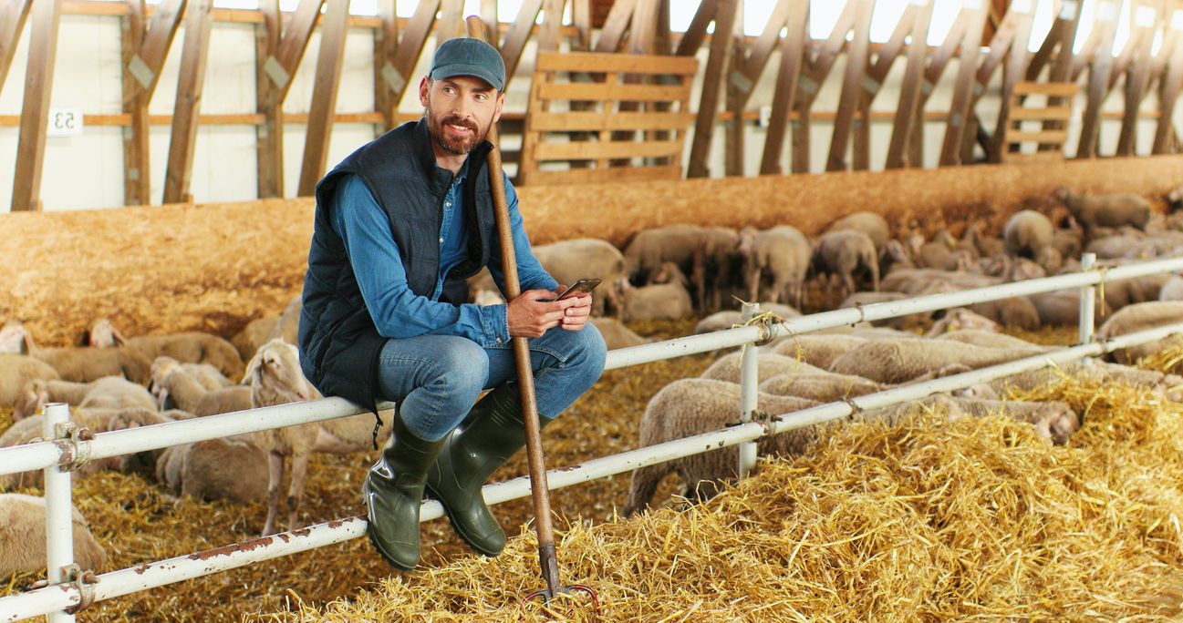 Man sitting on a fence in front of a flock of sheep