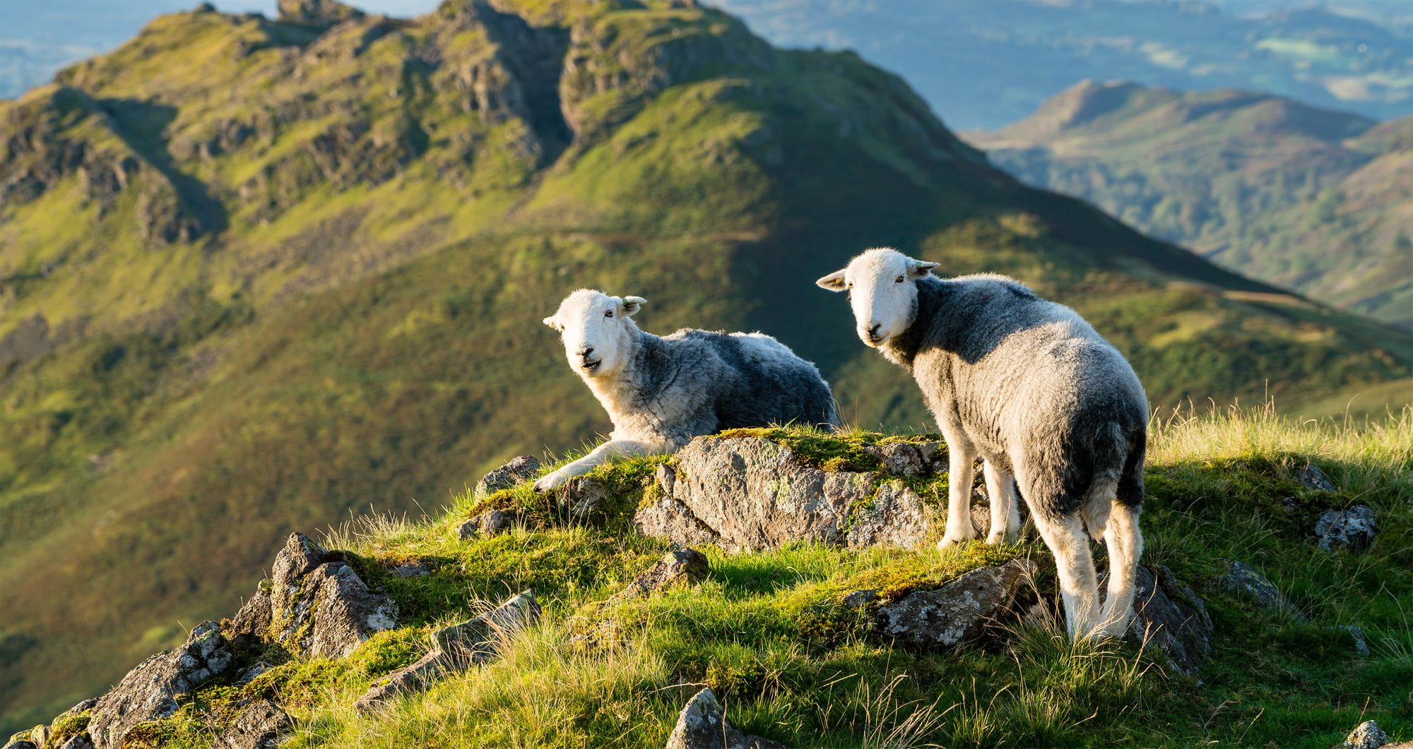 Sheep on a mountain